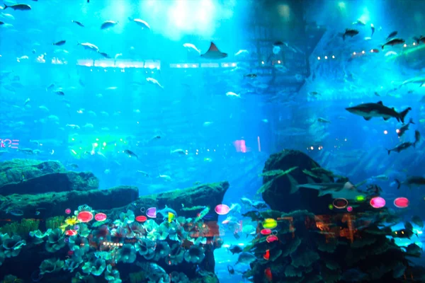 Peces bajo el agua en acuario natural —  Fotos de Stock