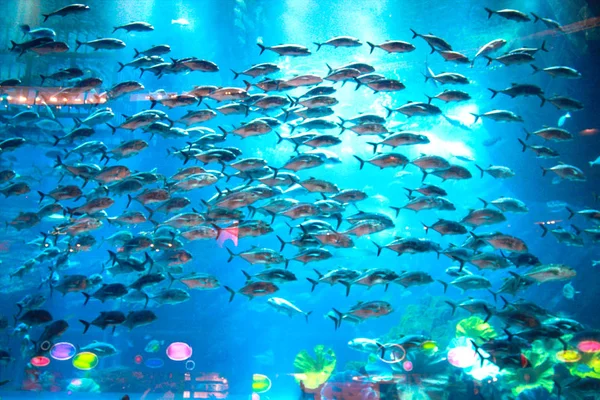 Vissen onder water in natuurlijk aquarium — Stockfoto