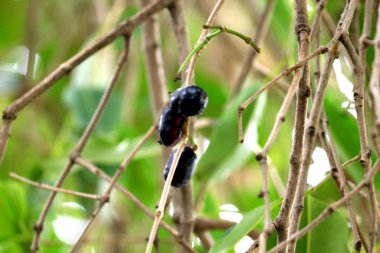 Jamun meyvesi ya da ağaçta olgunlaşan Hint böğürtleni.