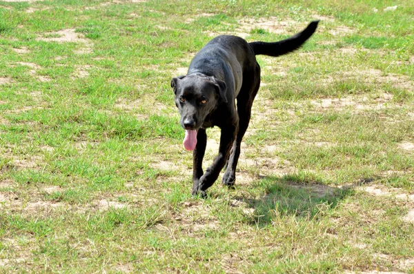 Cão Preto Labrador Retriever Corre Verão Grama Verde — Fotografia de Stock