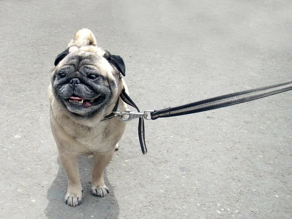 Forte Saudável Jovem Francês Bulldog Mail Com Mestre Passeio Parque — Fotografia de Stock