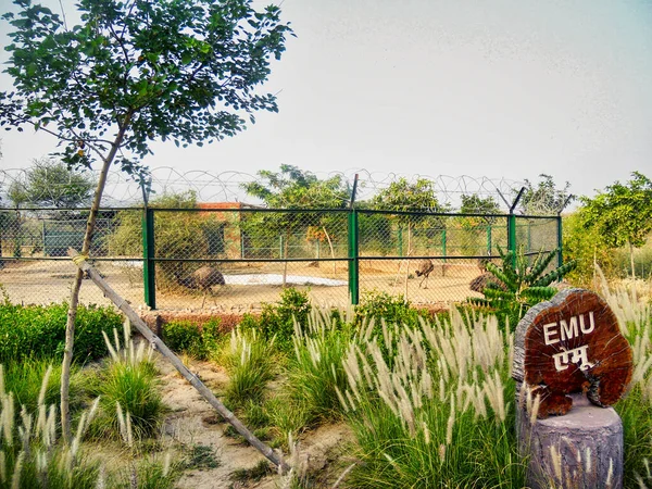 Stor Strutsfågel Zoo Park — Stockfoto
