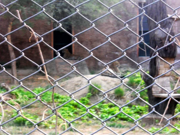 Леопард Сидить Мережею Зоопарку — стокове фото
