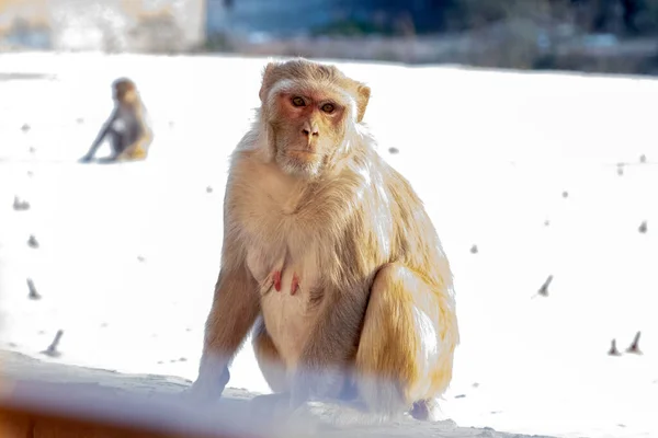 Macaco Sentado Telhado Casa — Fotografia de Stock