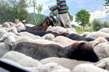 Çiftlik hayvanları, sokaklarda yürüyen koyun sürüsü.