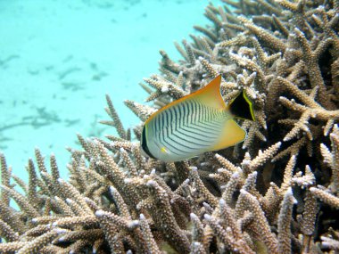 Şövalyeli Kelebek Balığı, Chaetodon Trifascialis, mercan resifinde yüzüyor.