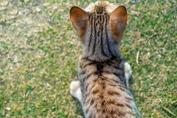 Top View Cat Sitting Green Grass Сайті Metallica Kitten Pet — стокове фото