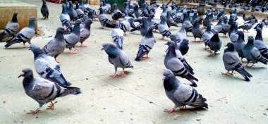 Şehirde bir sürü gri güvercin kaldırım taşları ya da kaldırımlar üzerinde yürür. Şehrin sokaklarında kuşlar. Kentsel çevrede güvercinler