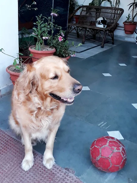 Mooie Golden Retriever Hond Gefotografeerd Thuis — Stockfoto