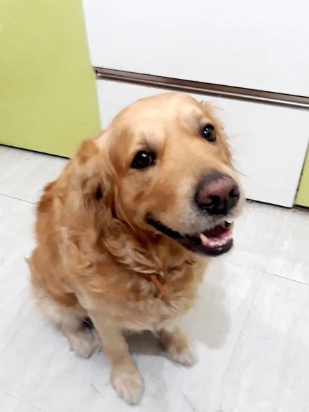 Mooie Golden Retriever Hond Gefotografeerd Thuis — Stockfoto