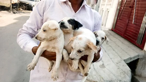 Jovem Segurando Nas Mãos Quatro Cachorros Cães Com Rostos Engraçados — Fotografia de Stock