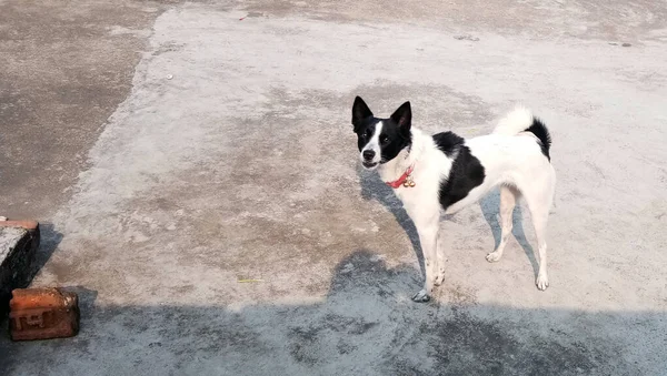 Hungriger Hund Schaut Auf Futter — Stockfoto