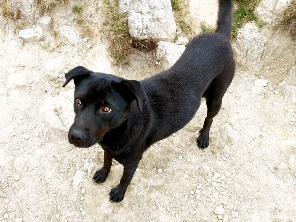 Portret Van Een Zwarte Labrador Die Naar Camera Kijkt Zicht — Stockfoto