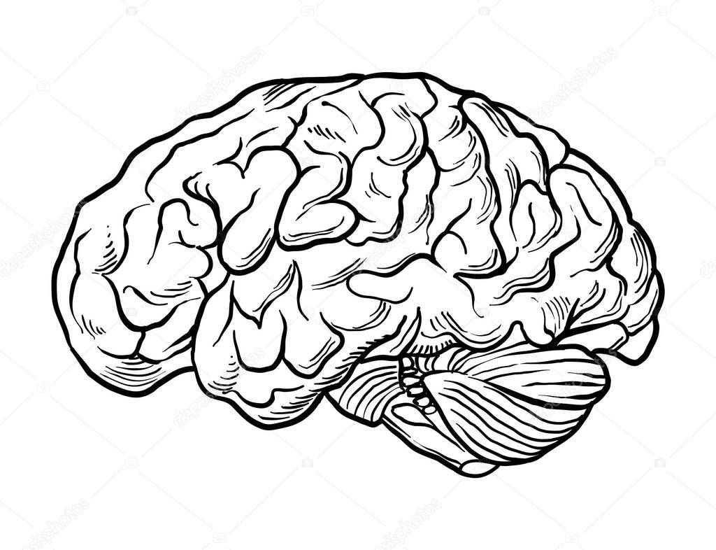 Human brain stock illustration
