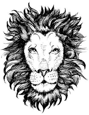 Aslan kafa stok illüstrasyon