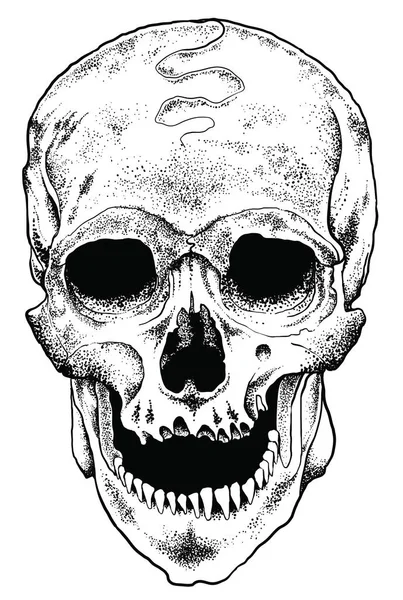 解剖学的頭蓋骨ベクトル ストック イラスト — ストックベクタ