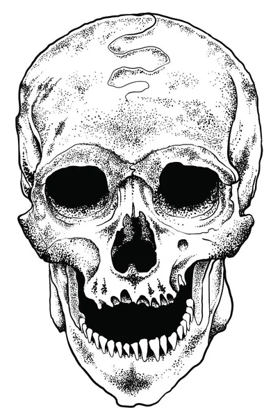 Anatomik kafatası vektör hisse senedi çizim