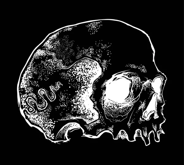Černá Bílá Lidská Lebka Skladem Ilustrace — Stockový vektor
