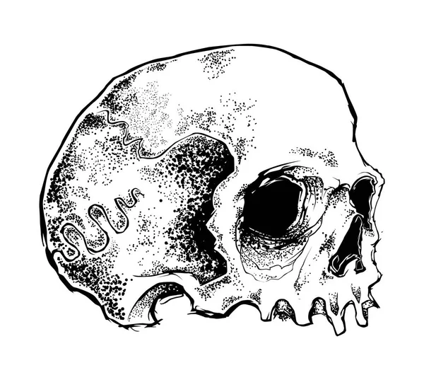 Black White Human Skull Stock Illustration — Stock Vector