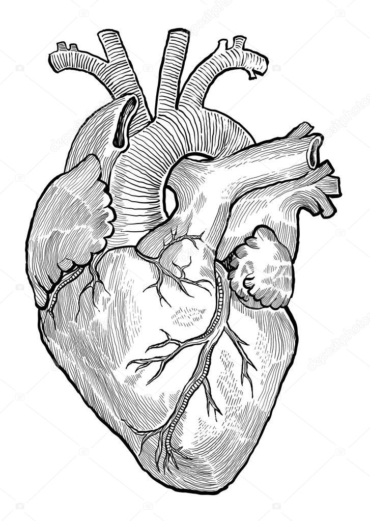 Human heart Sketch stock illustration
