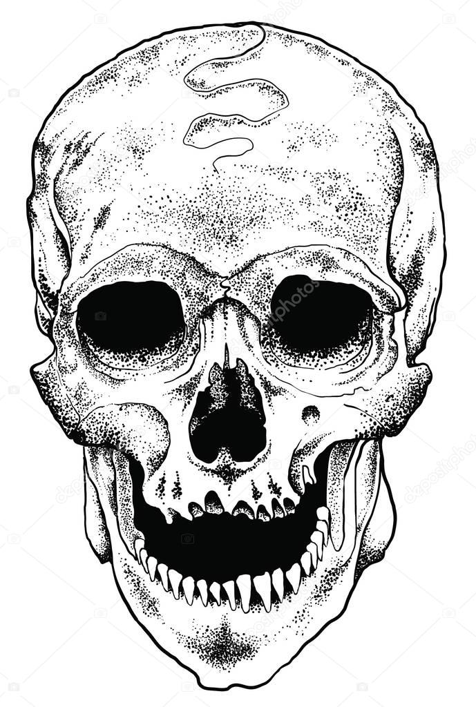 Anatomic Skull Vector stock illustration