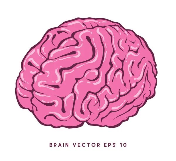 stock vector brain vector drawing editable vector file