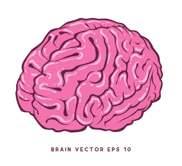 Vetor Cerebral Desenho Editável Arquivo Vetorial —  Vetores de Stock