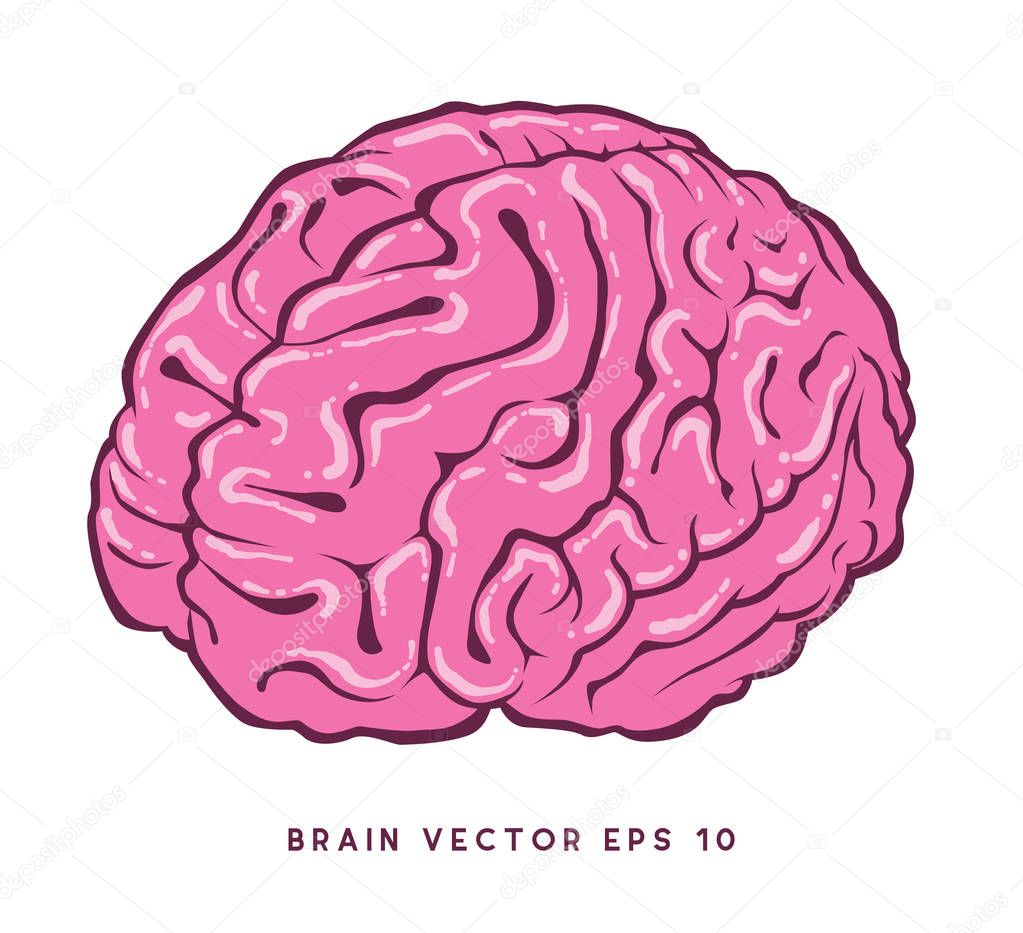 brain vector drawing editable vector file