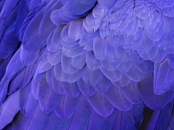 Macro on a Hyacinth Macaw Feathers