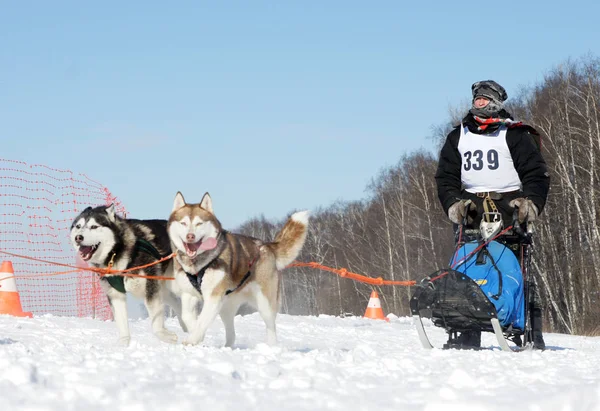 Courses sur le chien — Photo