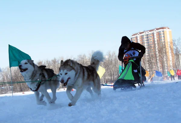 Races on the dog — Stock Photo, Image