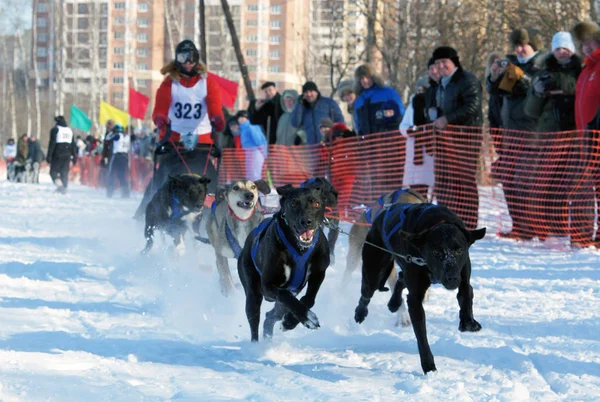 Races on the dog — Stock Photo, Image
