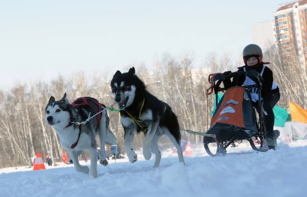 Races on the dog — Stock Photo, Image