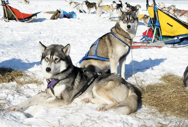 Las carreras sobre el perro —  Fotos de Stock