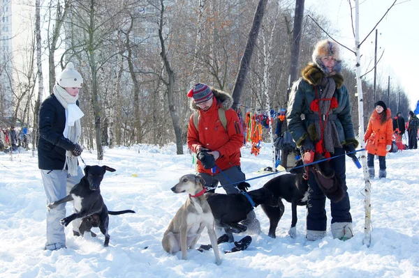 Tävlingar på hunden — Stockfoto