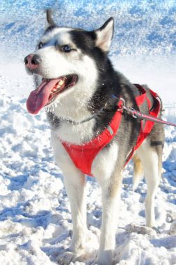  Karda husky köpek