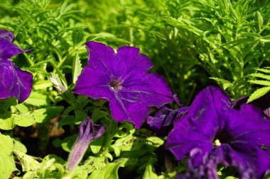 Büyük kentsel flowerbed