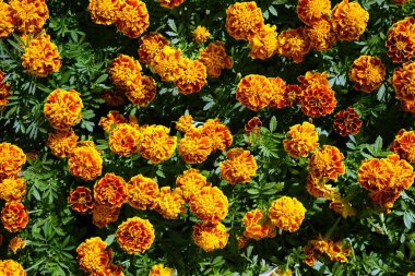 Büyük kentsel flowerbed