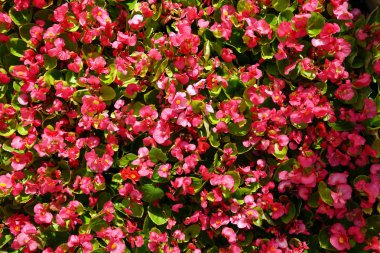 Büyük kentsel flowerbed