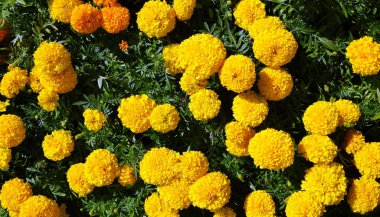 Büyük kentsel flowerbed