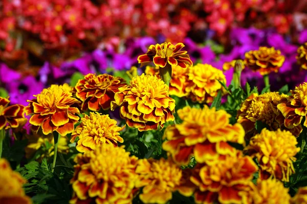 Cama de flores urbana grande — Fotografia de Stock