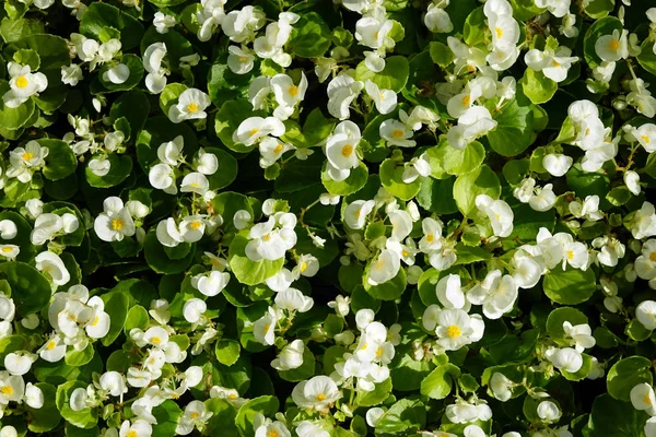 Großes städtisches Blumenbeet — Stockfoto