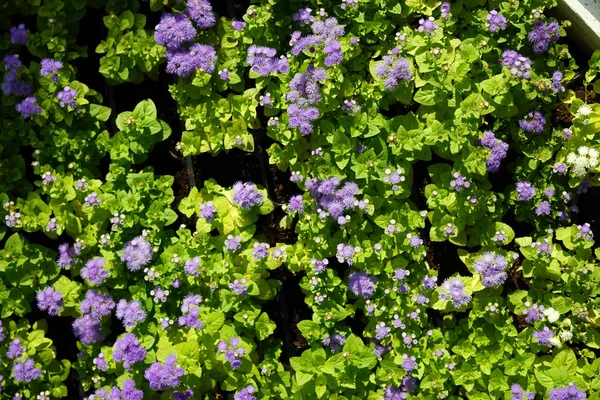 Big urban flowerbed — Stock Photo, Image