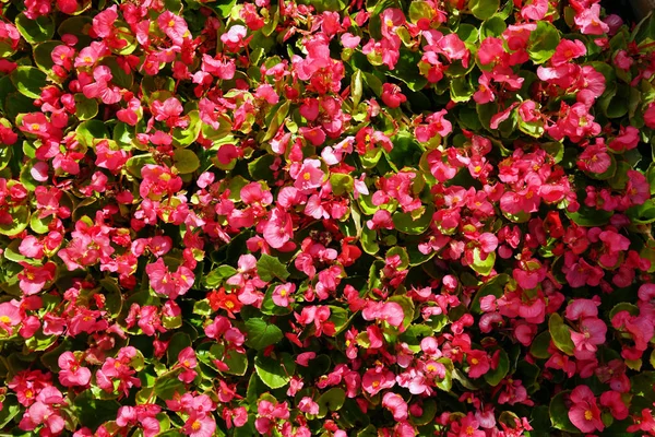 Büyük kentsel flowerbed