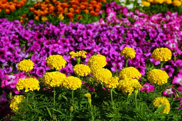 Big urban flowerbed — Stock Photo, Image