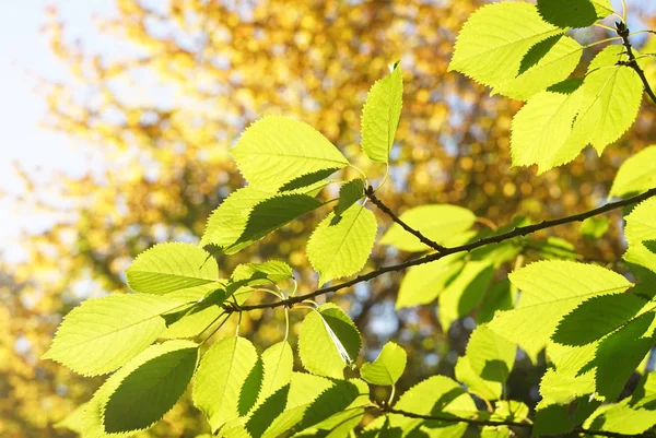 Jesienny Widok Zielone Liście Tle Pożółkłych Liści — Zdjęcie stockowe