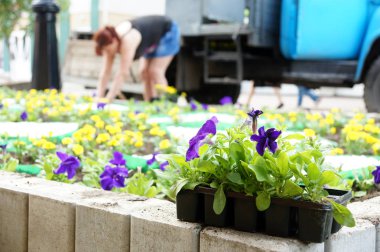 İşçiler yeni çiçekler eker ve sularlar..