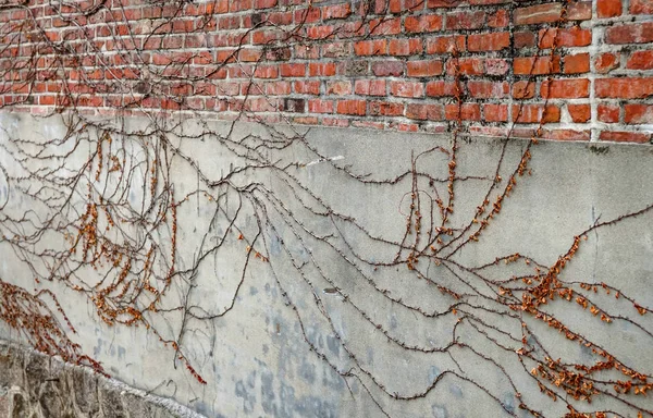 Kıvırcık dallar taş bir duvar örüyor. — Stok fotoğraf