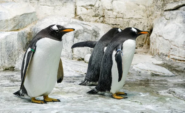 Group of penguins at the cliffs, horizontal image.