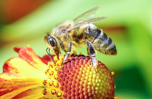 Bin Och Blomma Insamling Nektar Insekt Från Trädgårdsväxt — Stockfoto